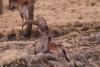 Ethiopia’s iconic Walia ibex faces extinction once again