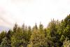 Tree Thieves Target Rare Species in Selfoss Forest