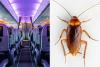 Airline Apologizes to Passengers 'Bothered' by 'a Few Small Cockroaches' During Long-Haul Flight By Natalia Senanayake