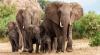 Arkansas Backstories: Elephants