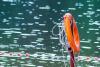 Foreign Tourist Drowns in Bulgaria: Two Fatalities in One Day at Sunny Beach