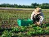 Food System Sustainability And Organic Farming 