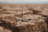 Researchers issue warning as relentless droughts devastate global food supply: 'No country is immune'