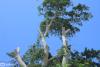 Uzbekistan ramps up environmental reforms with mass tree planting, industrial upgrades in 1H25 