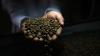 Climate change drives up global food prices, adds to societal risks