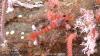 Patrick Star, ‘Drag Queen’ crab: Robot mission charms Argentines