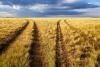 What Does the Decline of Agriculture Really Mean for Central Asia’s Stability?