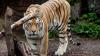Danish zoo asks people to donate small animals to feed its predators