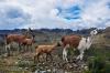 Ecuador’s Cajas highlands brace for gold rush as Loma Larga mine clears last hurdle
