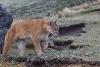 Restoration brings back fresh water, wildlife to degraded páramos in Ecuador