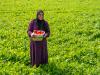 Regenerative farming in Iraq: Challenges, opportunities, and policy recommendations
