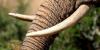 Kenya charges two Burundians with illegal possession of elephant tusks