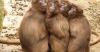 German Zoo Kills 12 Baboons, Danish Zoo Wants Pets for Food