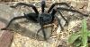 Tarantula Species With Penis That Dwarfs Its Body Discovered By Stunned Scientists