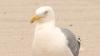 Connecticut town warns beachgoers about a sassy seagull
