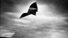 See photos of kites through the years in Delaware