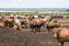 Michigan regulators to hear arguments on restricting factory farm pollution