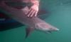 Costa Rica Hosts Global Research on Sharks and Pollution