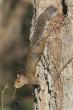 Georgia Squirrel season begins soon
