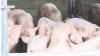 Agriculture Consultant: Culling Essential To Protect Pork Industry From PRRS