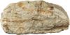 Scientists Unearth 247-Million-Year-Old ‘Wonder’ Fossil Unlike Anything Seen Before