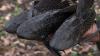 Devil Fish Invade Belize; How Can You Help?