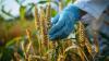 Chile Gives Green Light to the First Genetically Edited Wheat in the Americas