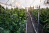 Delaware Governor Matt Meyer Toured a Cannabis Cultivation Facility Prior To The Introduction of Recreational Cannabis Sales