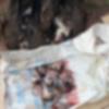 Gambia Armed Forces Condemns Vulture Killings, Confirms Arrest of Lance Corporal