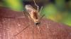 Health officials identify West Nile in more neighborhoods. See where