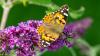 Painted lady blends magic and science to dazzle us
