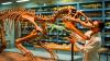 “We’ve Never Seen a Neck Like This”: Jurassic Sea Reptile With Bizarre Shape Discovered by Accident in German Museum Stuns Scientists