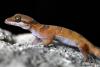 Three new gecko species found in Cambodia’s karst as cement industry threat looms