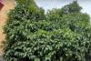 Why this rare tree in London is now protected under law