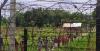 Illegal migration, trafficking pose challenges along India-Bangladesh border