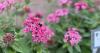 Great Southeast Pollinator Census expands to Alabama, invites citizen scientists
