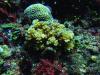 PH scientists building country’s first cryobank for corals