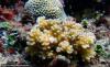 UP Scientists Build PH’s First Coral Cryobank in Pangasinan