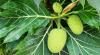 Farmers restore breadfruit’s role in Pacific Islands food systems