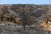 Cyprus President Meets U.S. Experts on Wildfire Probe