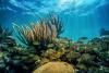 US agency pumps funding into crucial project in world's oceans: 'Never seen so many dedicated people rise to the occasion'