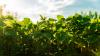 Scientists make incredible discovery that could revolutionize agriculture: 'Among the most vulnerable'