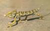 Oman’s EA calls for protection of Arabian chameleon in Dhofar; warns of local threats due to habitat loss, poaching, pollution