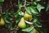 Got crops? Consider helping White Rock/South Surrey food bank