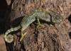 Arabian Chameleon in Dhofar faces a threat from poaching, pollution: EA