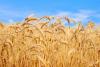 Punjab wheat output set to surpass 22.5 million tons as cotton expansion gains momentum