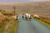 UK Climate Plan to Cut Livestock Numbers Alarms Farmers, Ecologists Over Ecosystem and Food Supply Risks