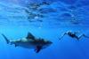 Shark fishing in Bermuda: to ban or not to ban?