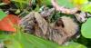 Nature: Sloths in Costa Rica