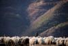Bulgaria reports bluetongue disease outbreak on sheep farm